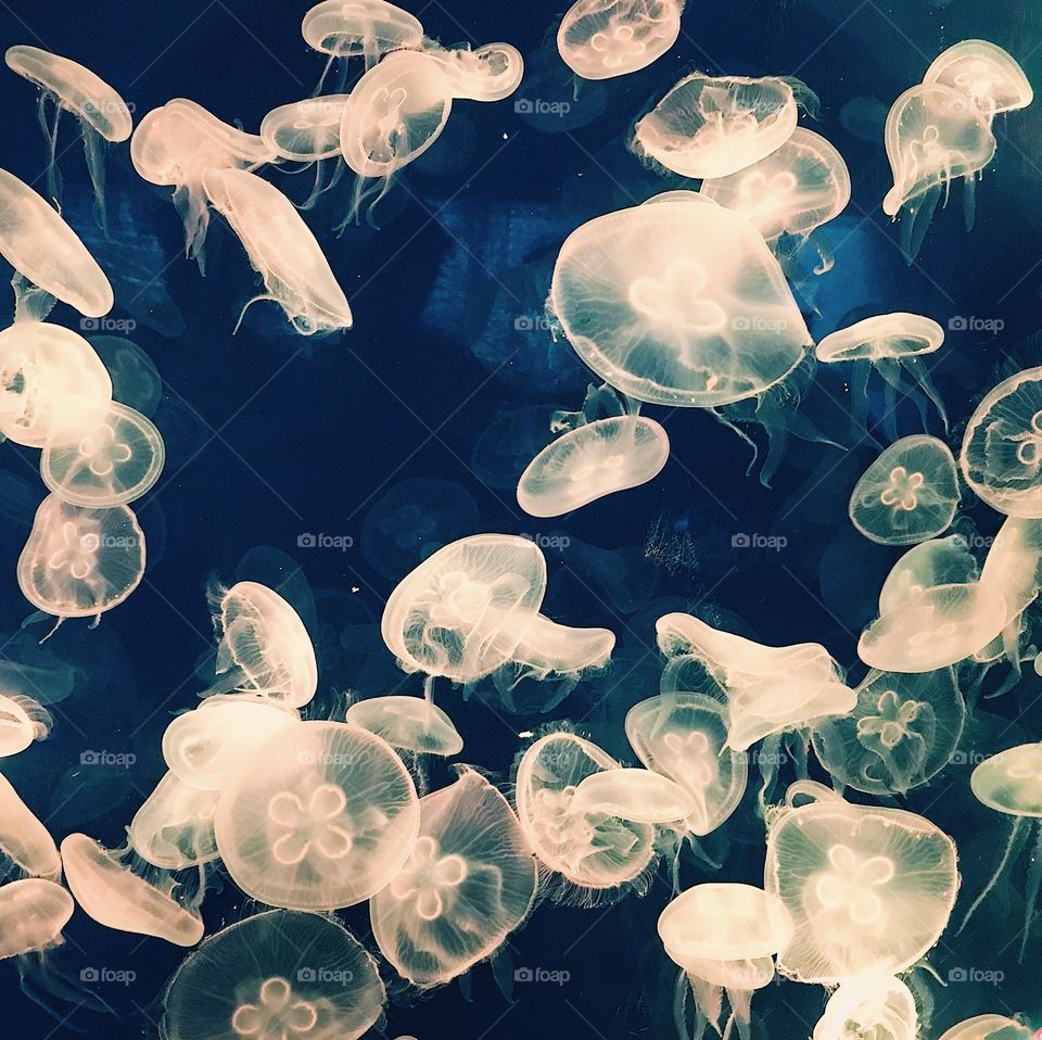Jelly Fish Takeover 