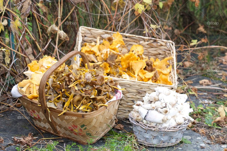 Chanterelles, mushrooms