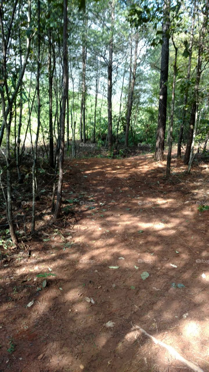 Wood, Nature, Landscape, Tree, No Person