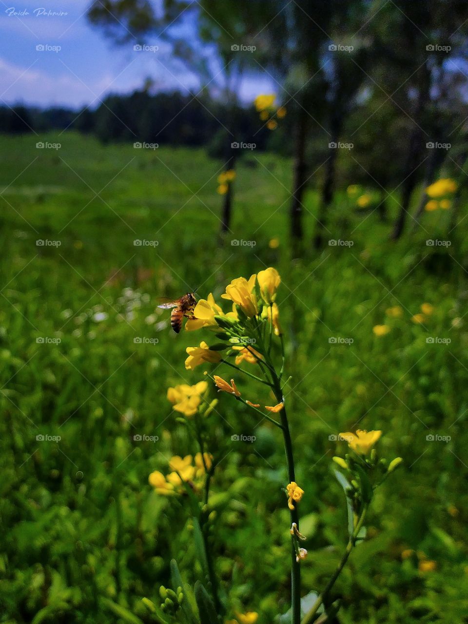 Bee on yellow flowers