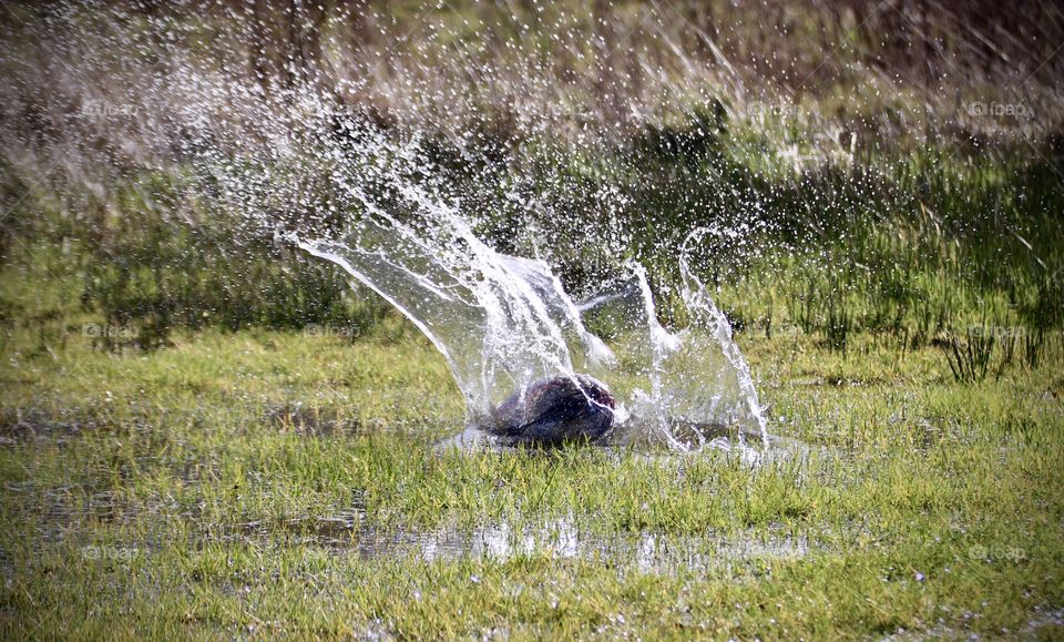 Ball making a splash