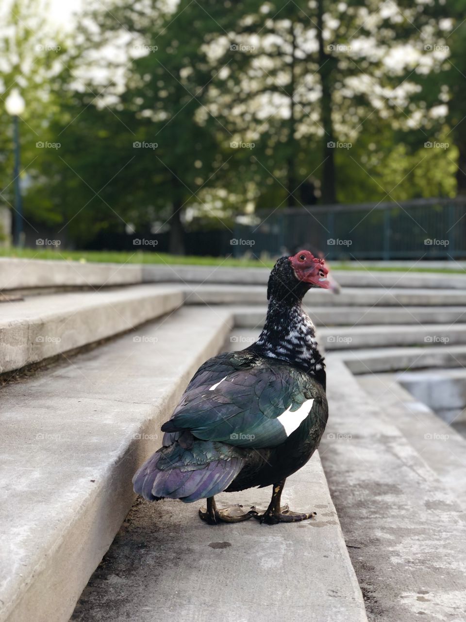 A wild duck native to New Orleans