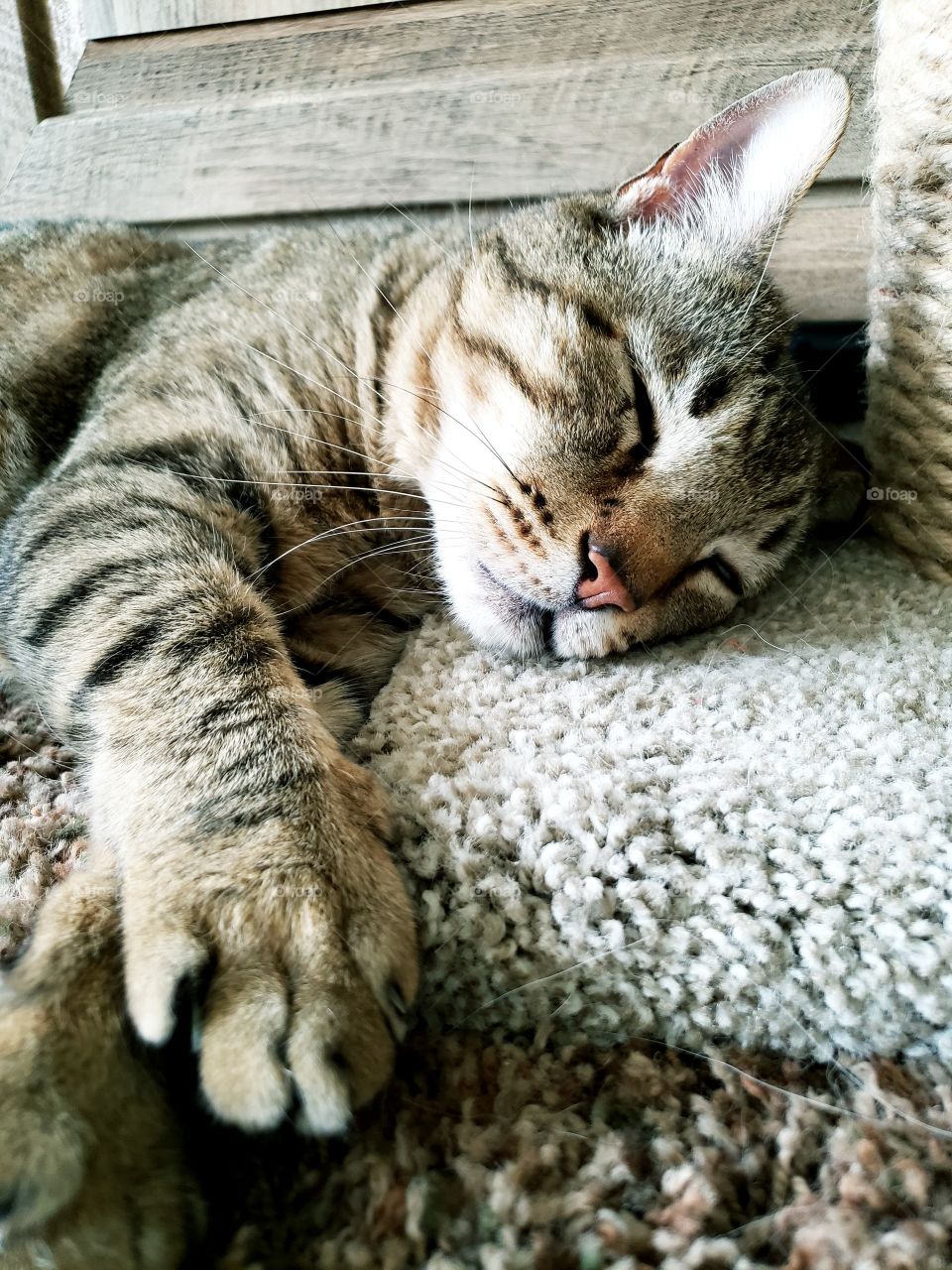 Boo Boo the big old cat