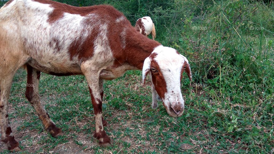 many sheeps are eating grass
