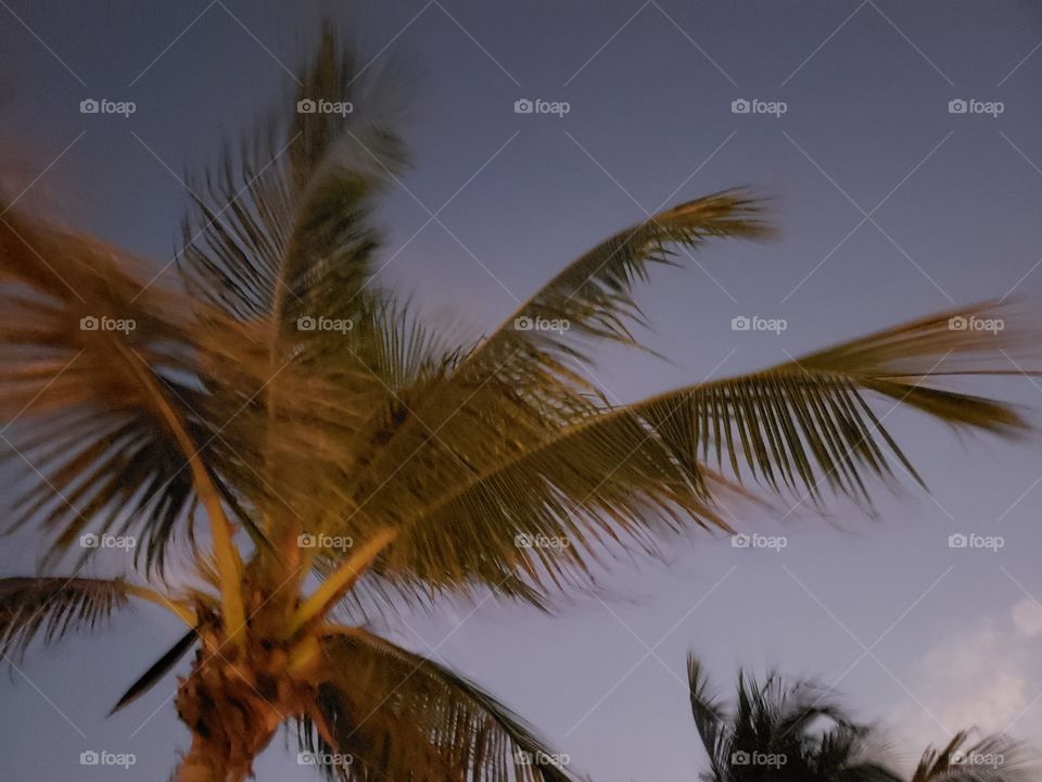 Palm Tree at Dusk in Mexico