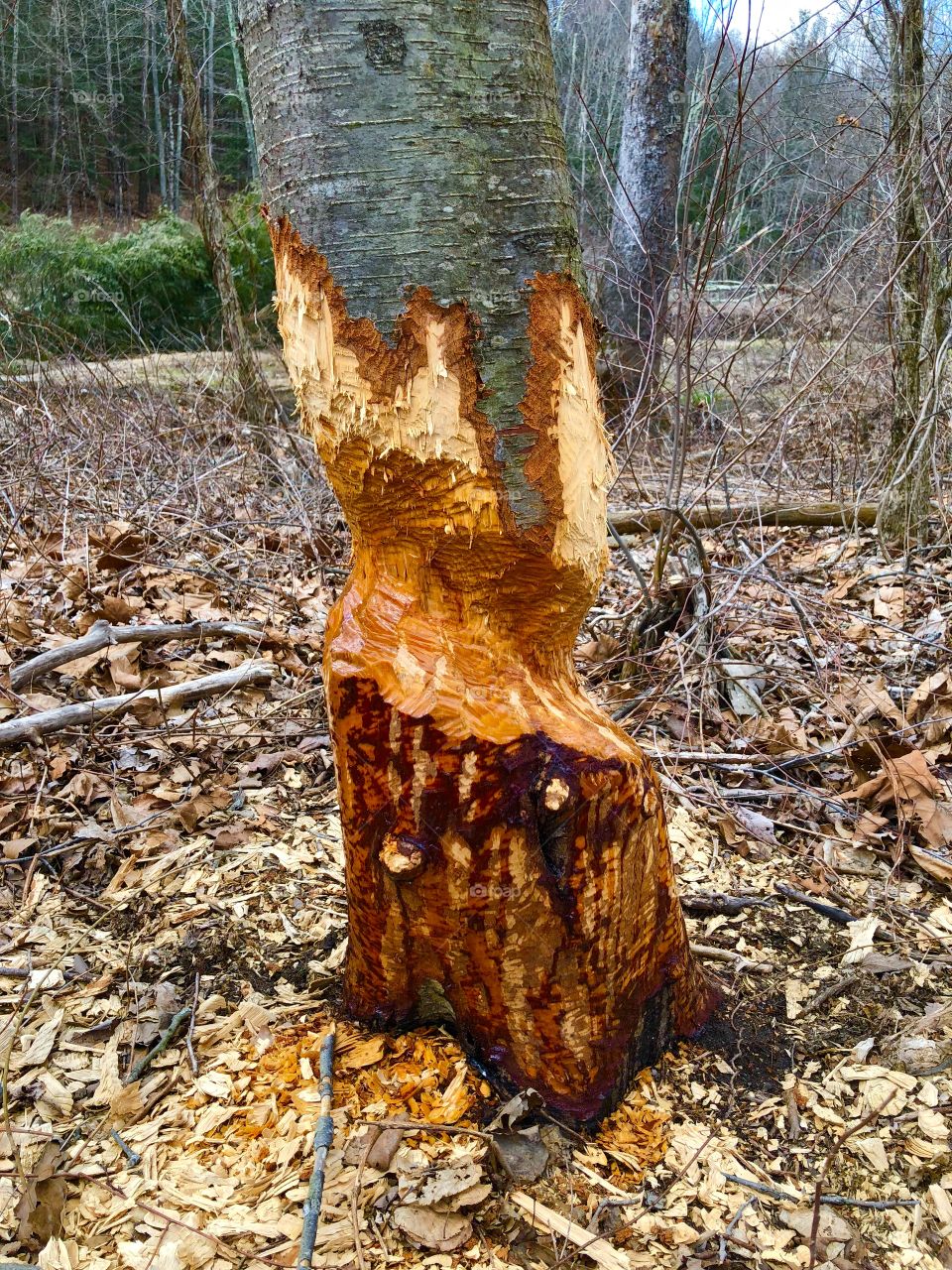 Best find in years.... beaver gone wild ?