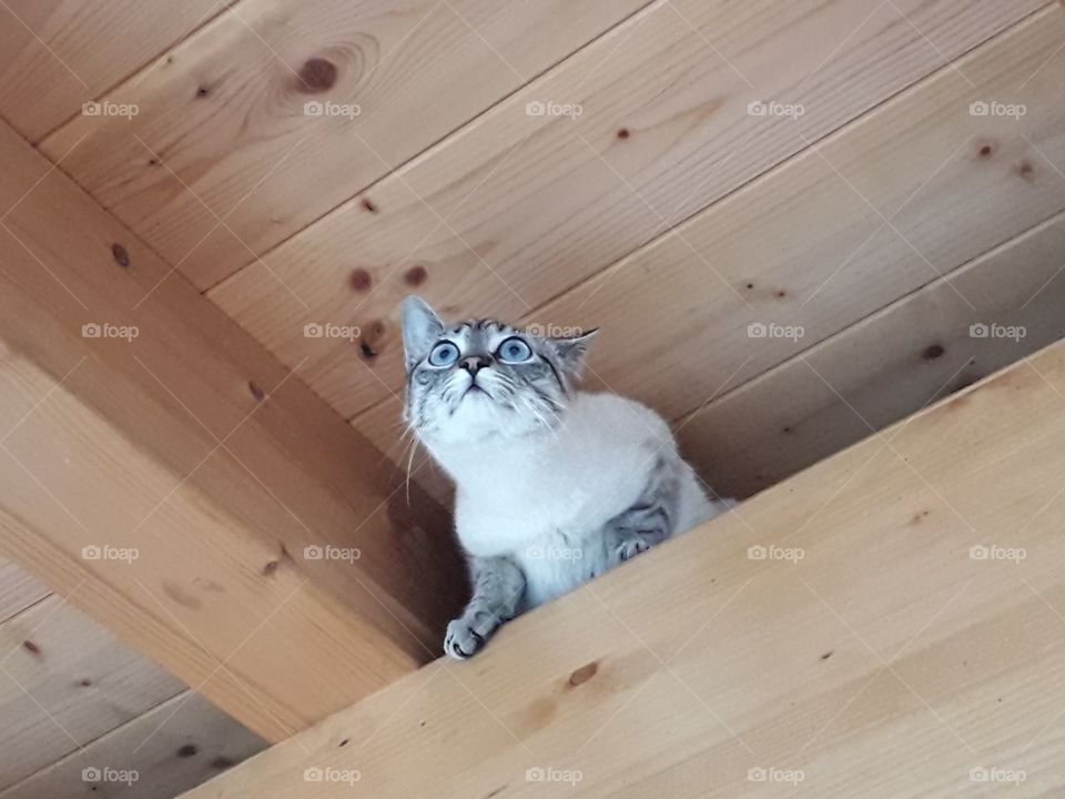 my cat under the roof