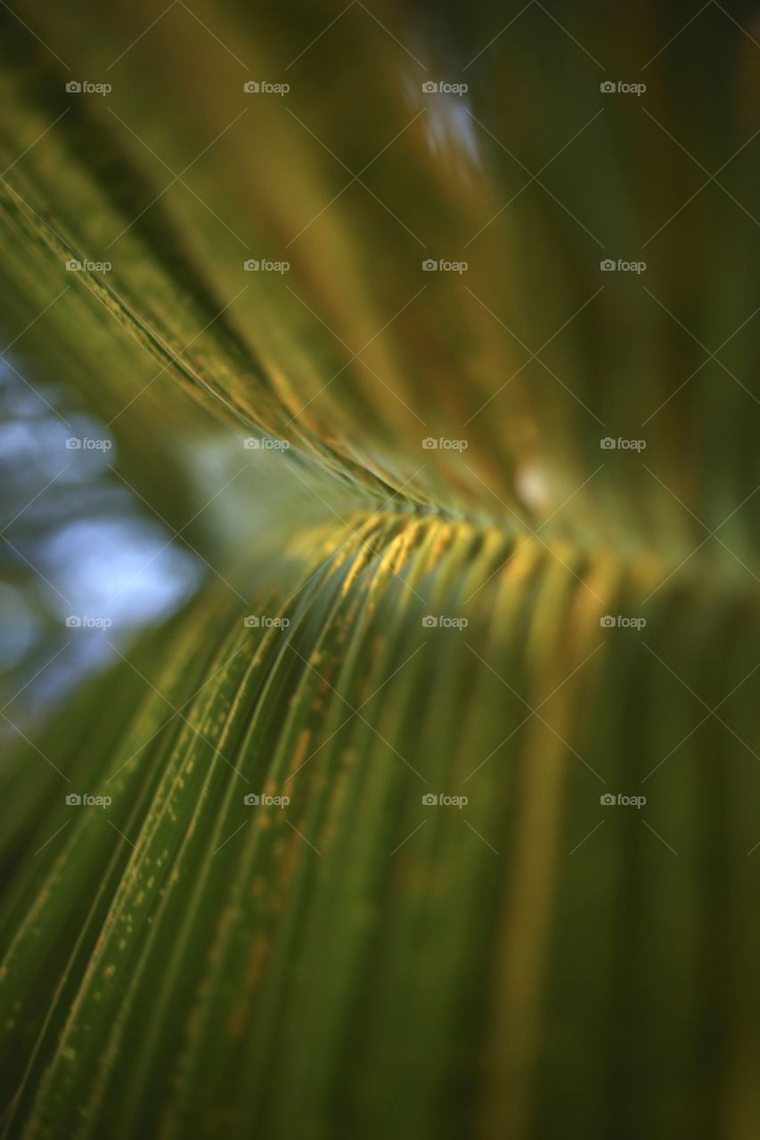 Leaf of Palm 
