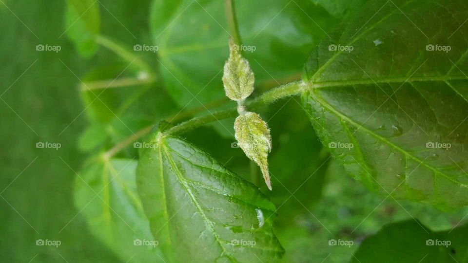Leaves