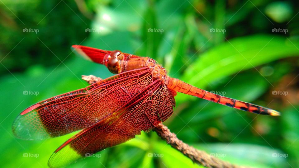 Red dragonfly at the end of the stem