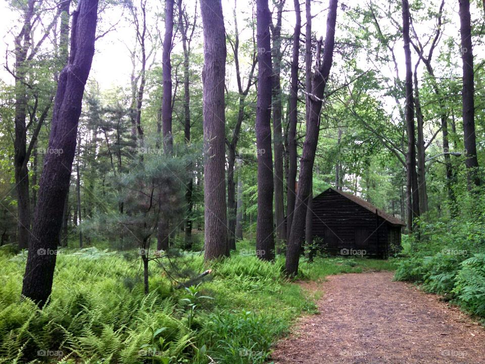 Into the Woods. Exploring Island Grove Park in Abington, MA