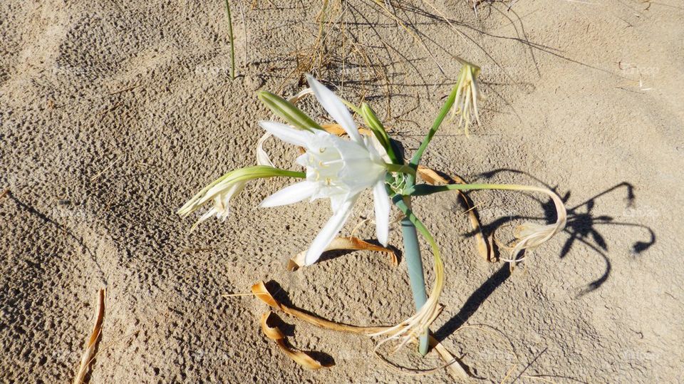 Sand flower