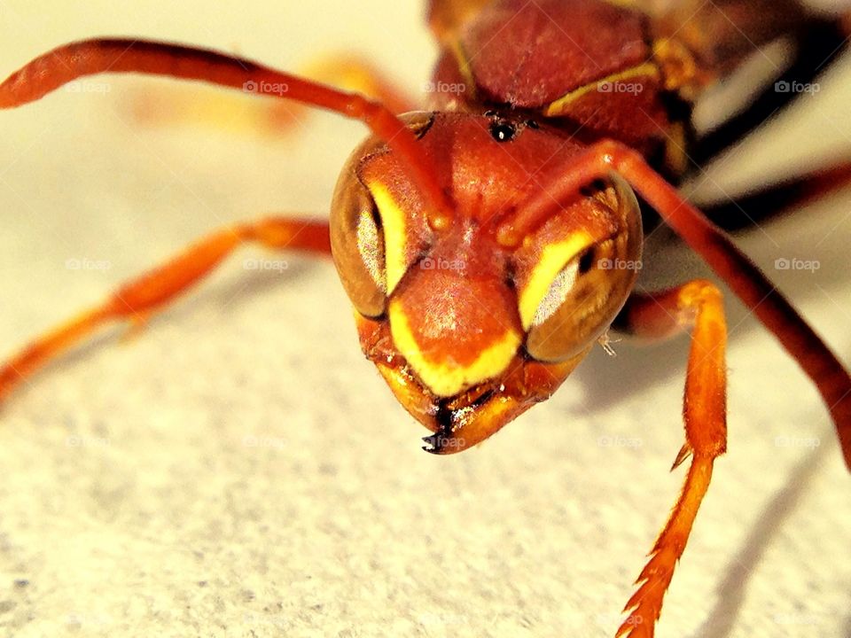 Florida Wasp