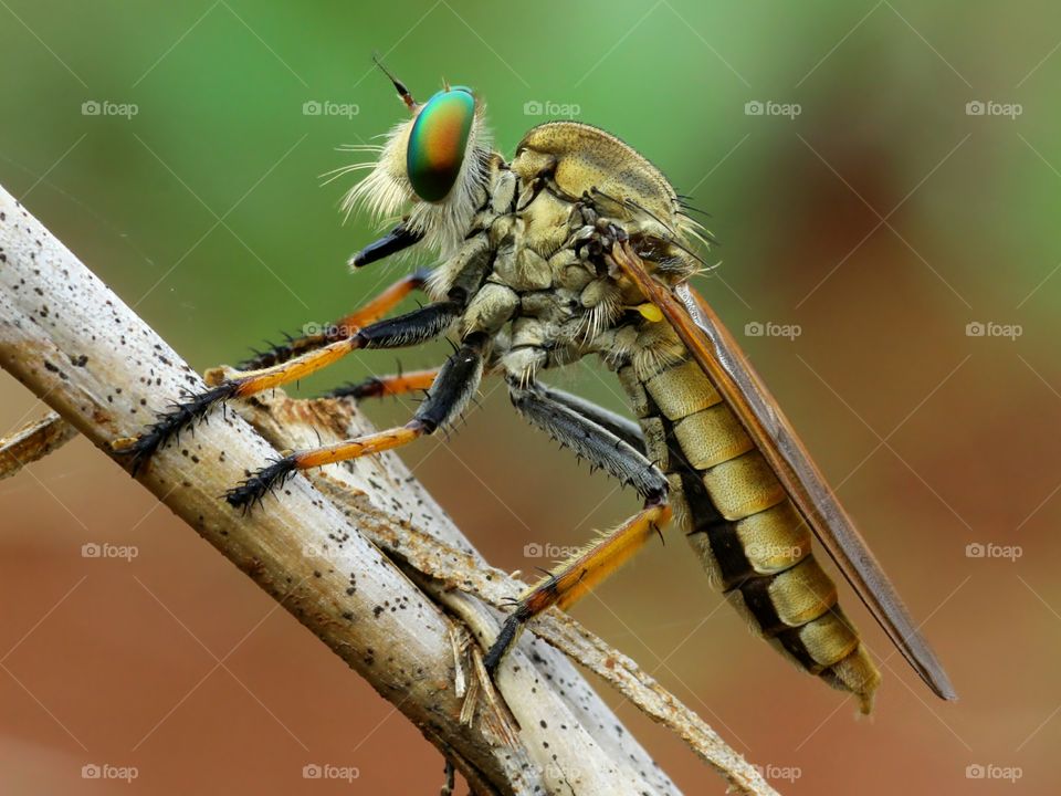 Female Robberfly
Taken at Semarang, Central Java, Indonesia