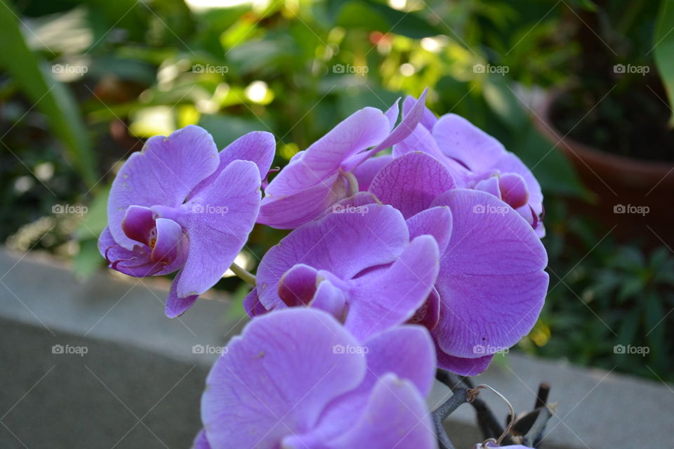 beautiful orchids