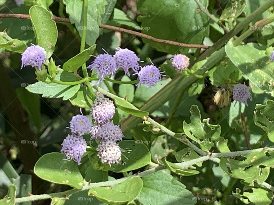 Portrait of a plant.