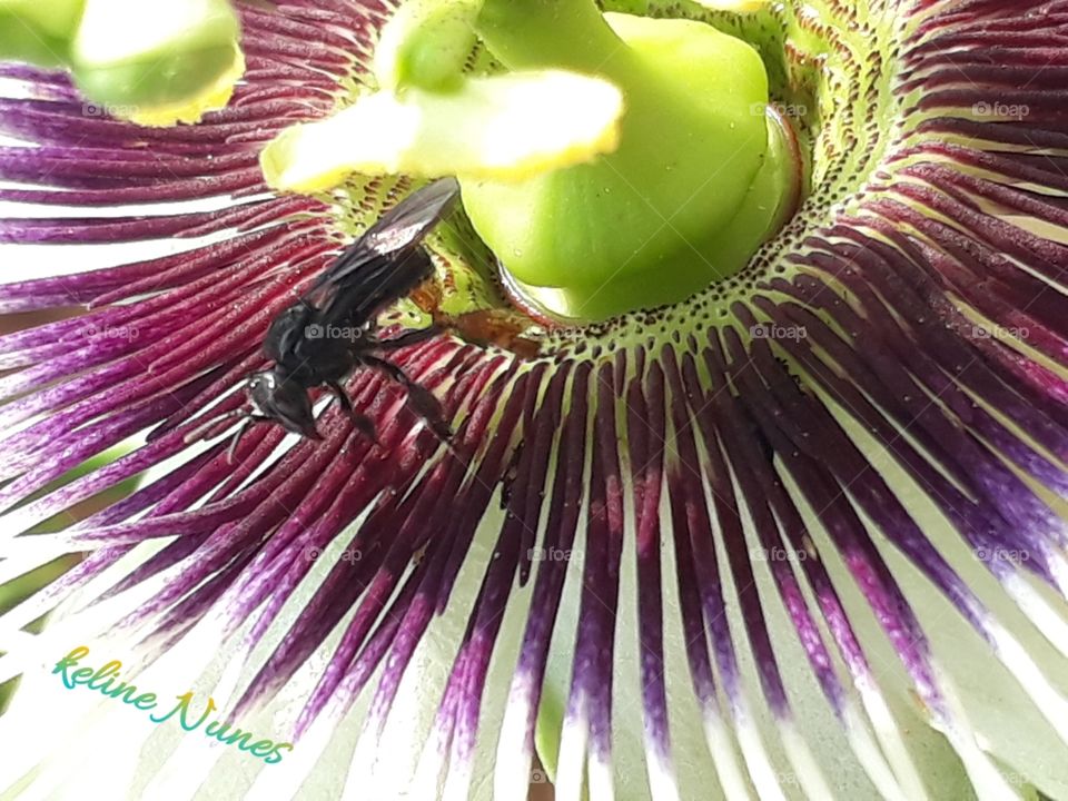 A beleza da natureza