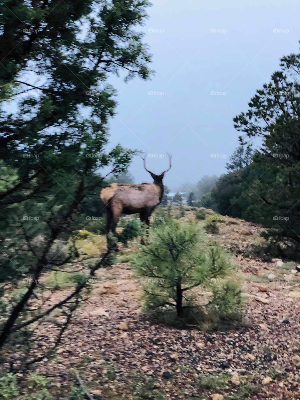 Bull Elk at National Park