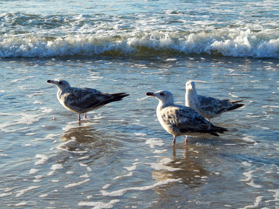 Seagulls in water
