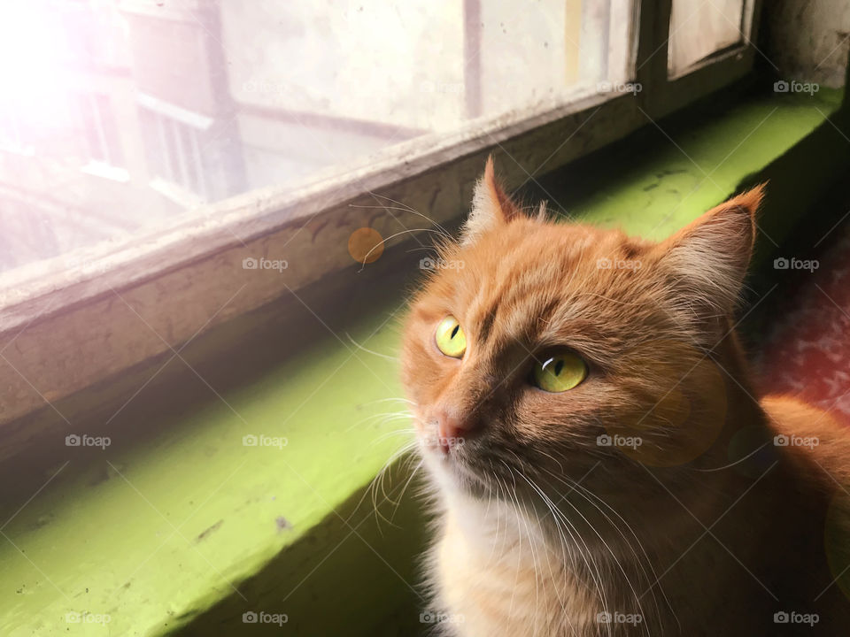 Ginger cat with green eyes at the window 