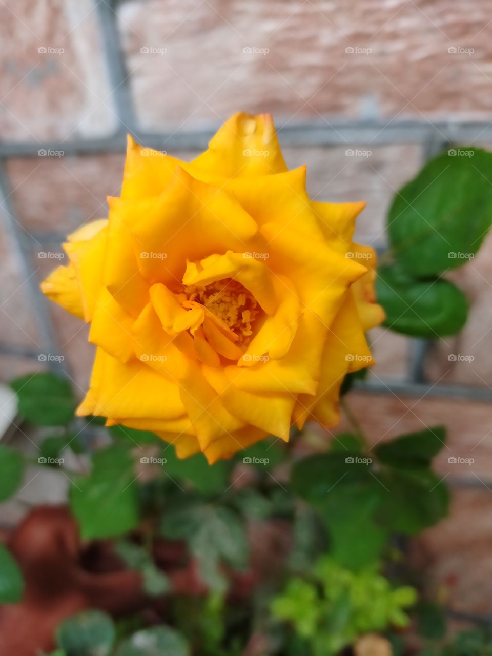 my click on yellow rose 💛
