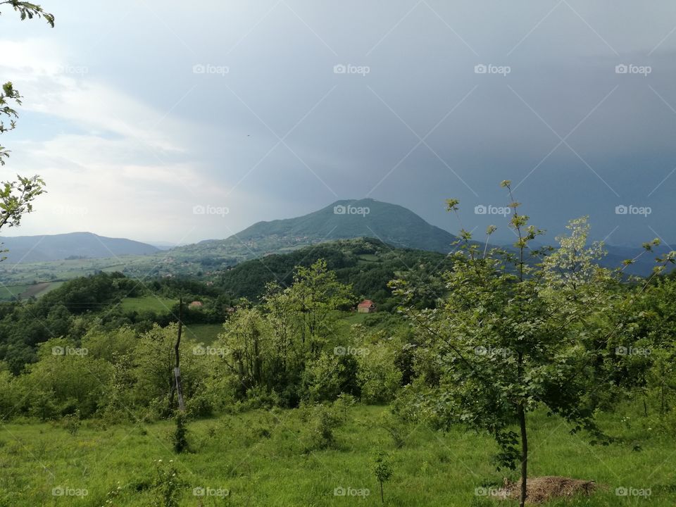 Landscape orchard with distant mountain