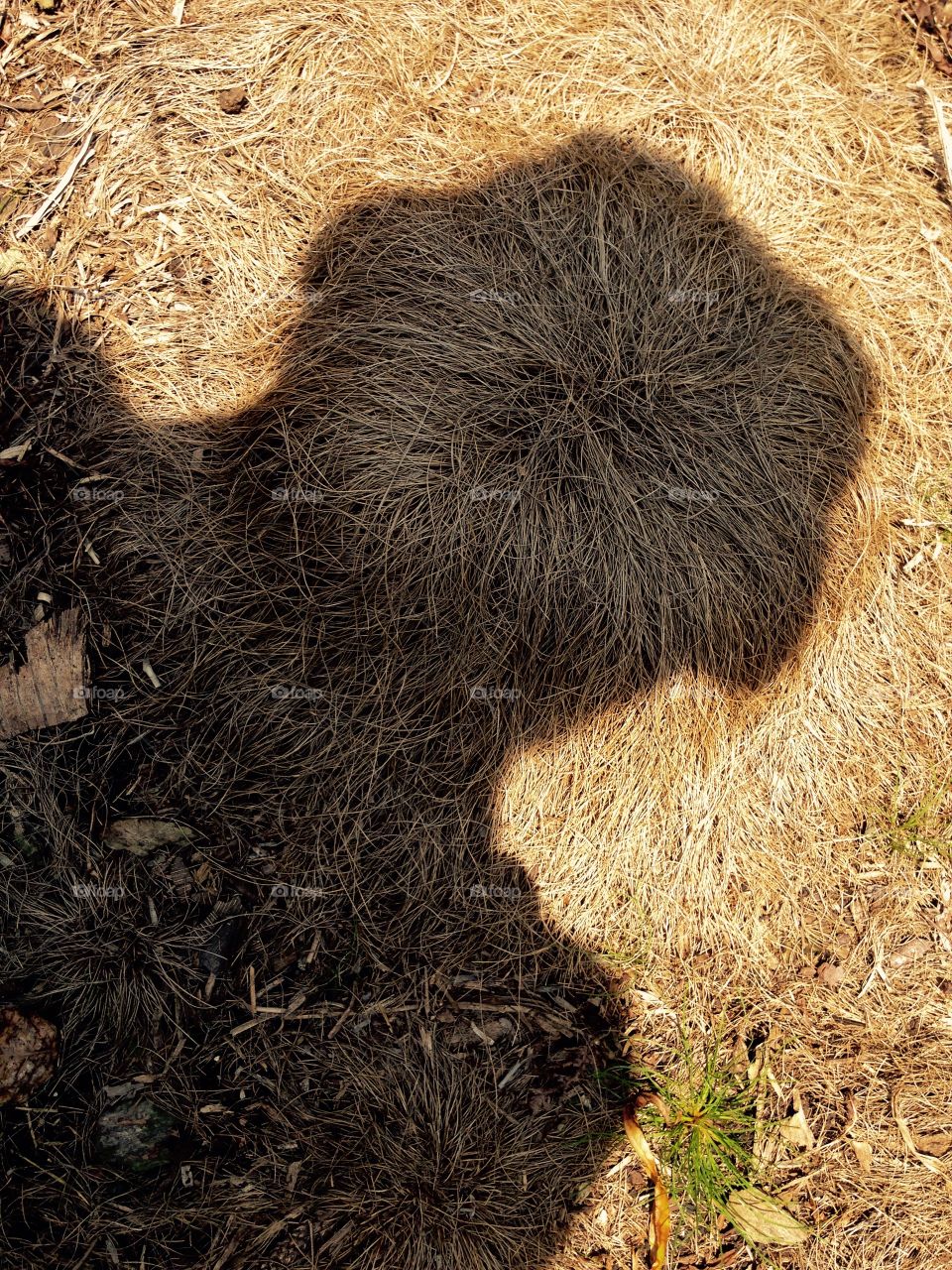 shadows and natural ties of grass
