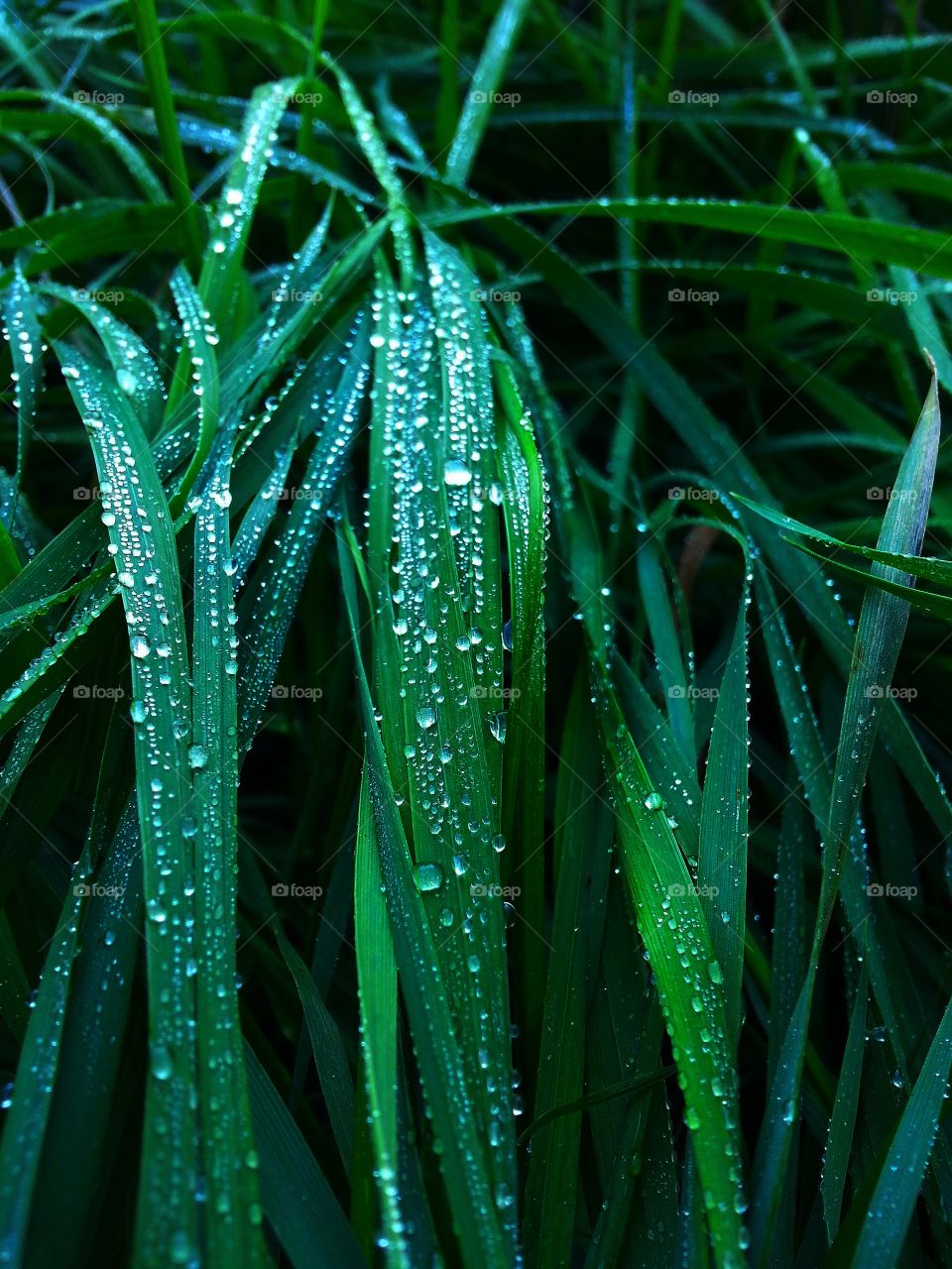dew