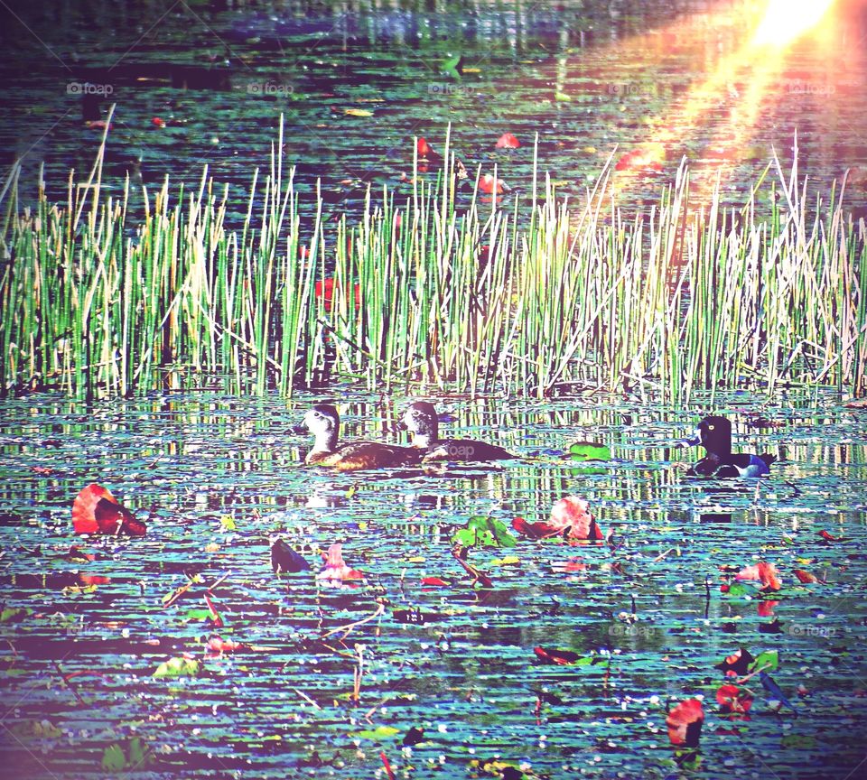 Diving ducks