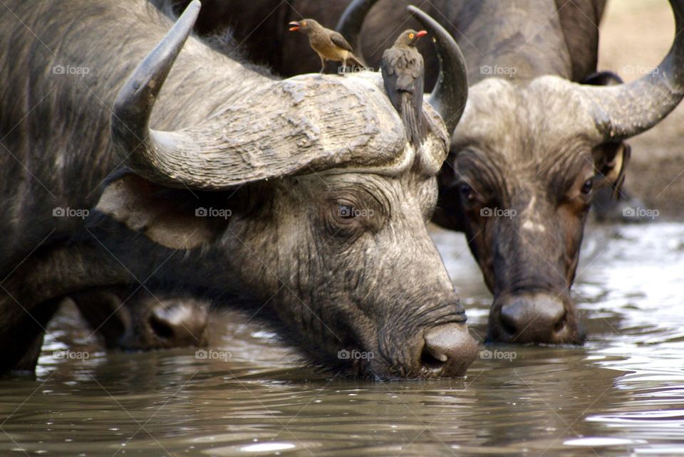 A buffalo drinking at the water hole 