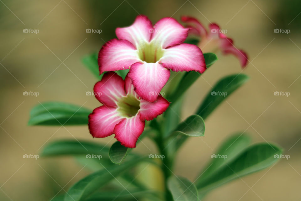 Desert Flowers