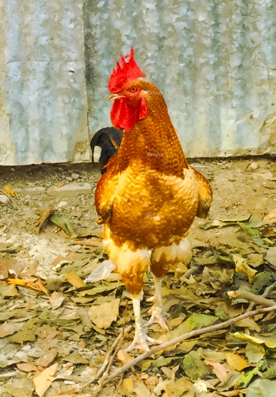 A brightly colored, majestic rooster standing in a yard in the mountains of Jaén, Peru.