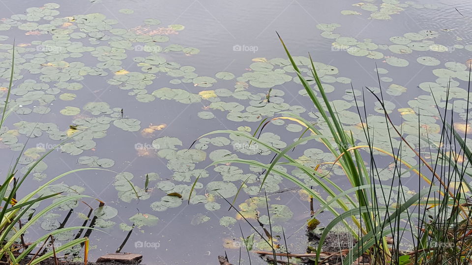 lilypads in lake