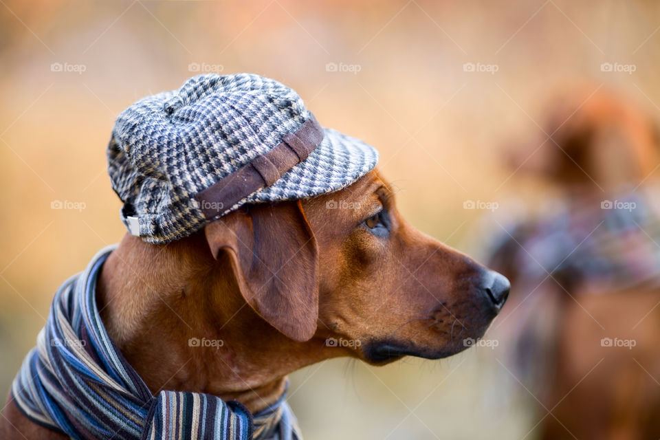 Rhodesian Ridgeback  in wear at autumn park