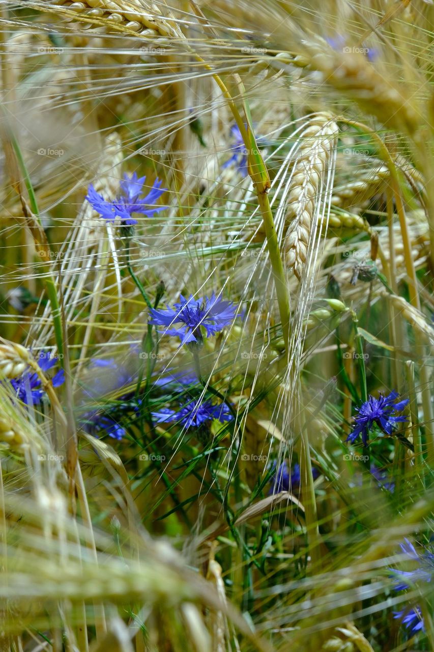Summer on the fields 