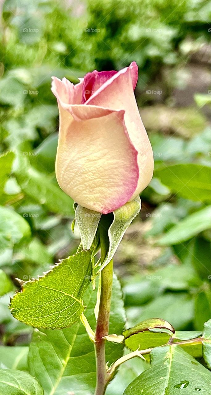 The photo shows a rose bud, the petals of which are rich yellow with beautiful red edges. The petals are tightly closed, creating a graceful bud shape that has not yet fully opened.