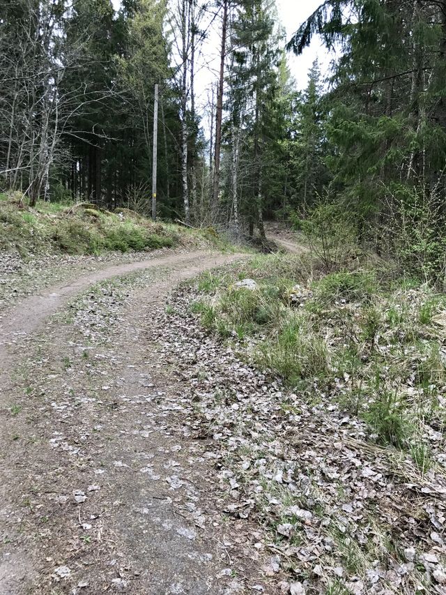 Tree nature