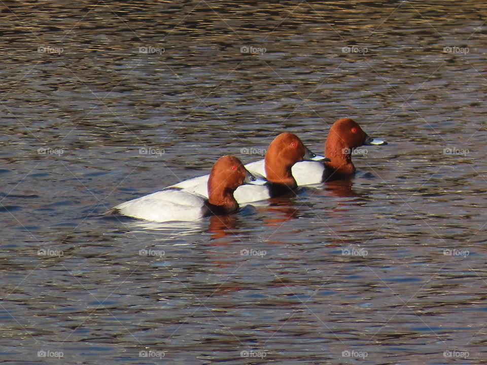 Red-headed Pochards