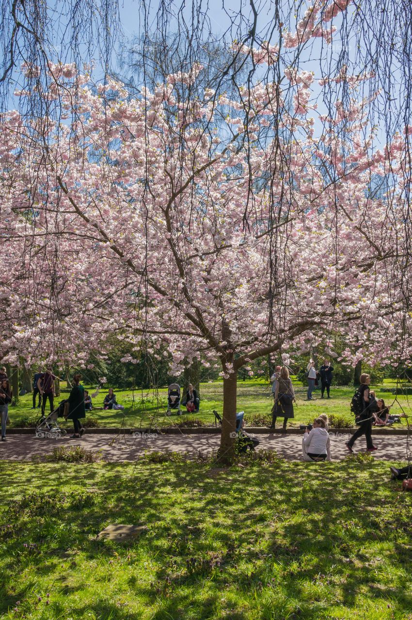 Pink park