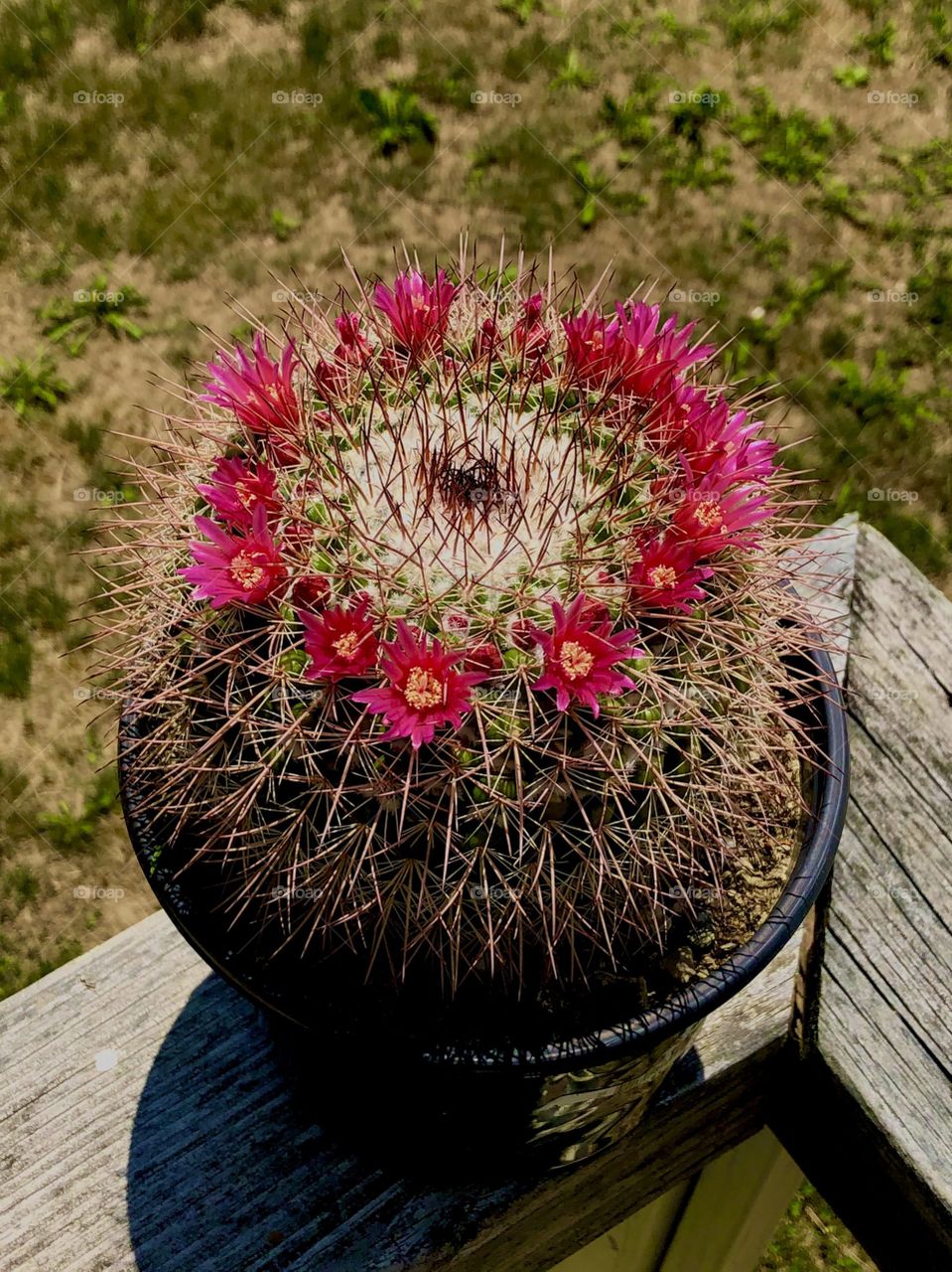 Photography started out as a hobby of mind and has grown into somewhat of a passion. I love sharing my work with others and I love that this platform allows photographers to receive praise and recognition for their work. I hope you enjoy my photos!