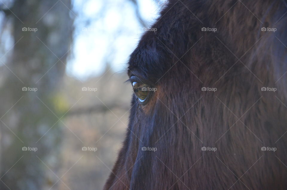 look at the eyes of this horse you can see the landscape