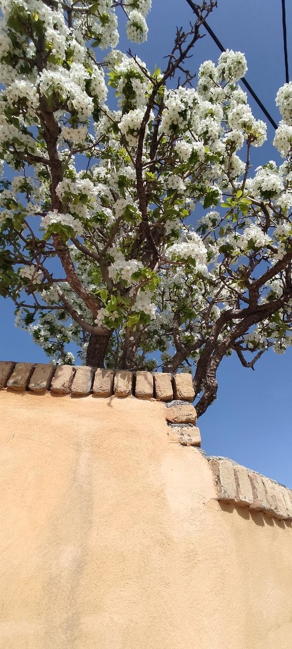 spring