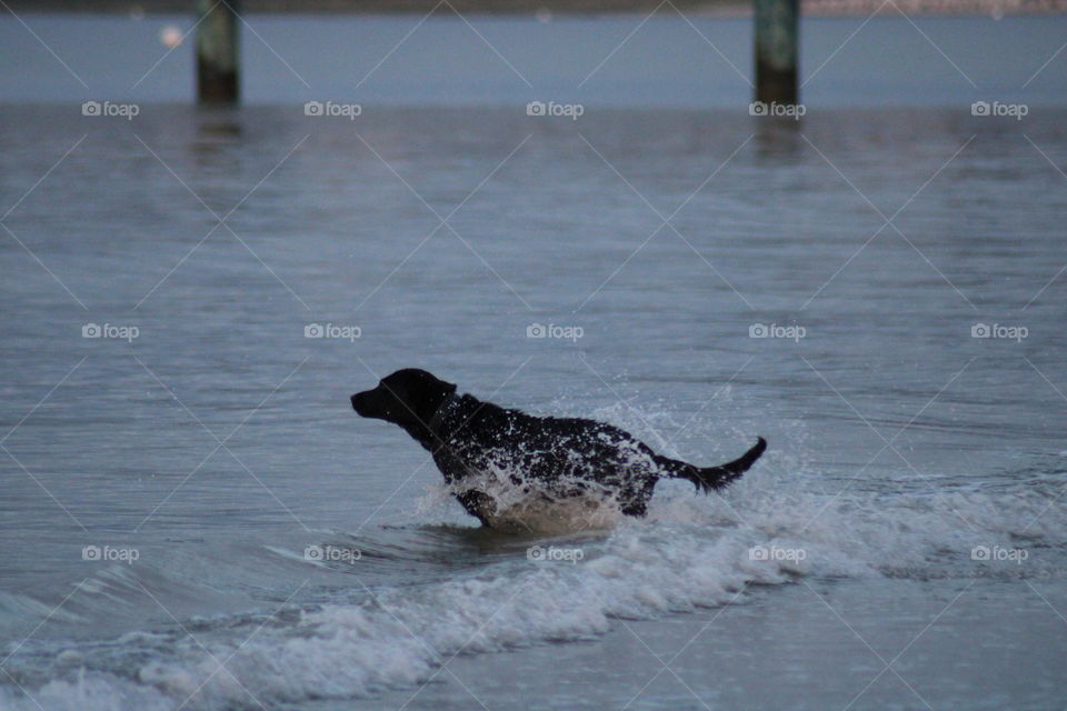 Spielender Hund