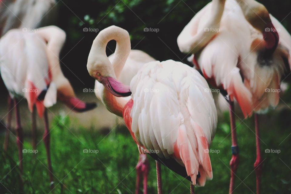 Flamingos. Flamingos together