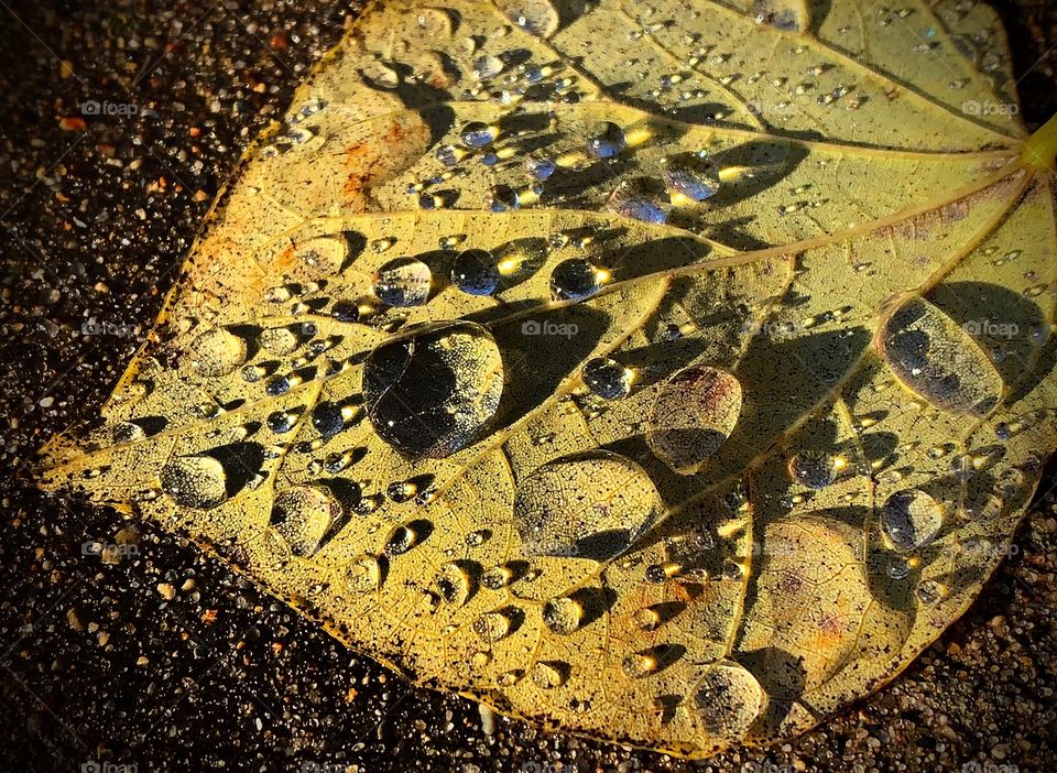 Raindrops on a yellow leaf—taken in Valparaiso, Indiana 