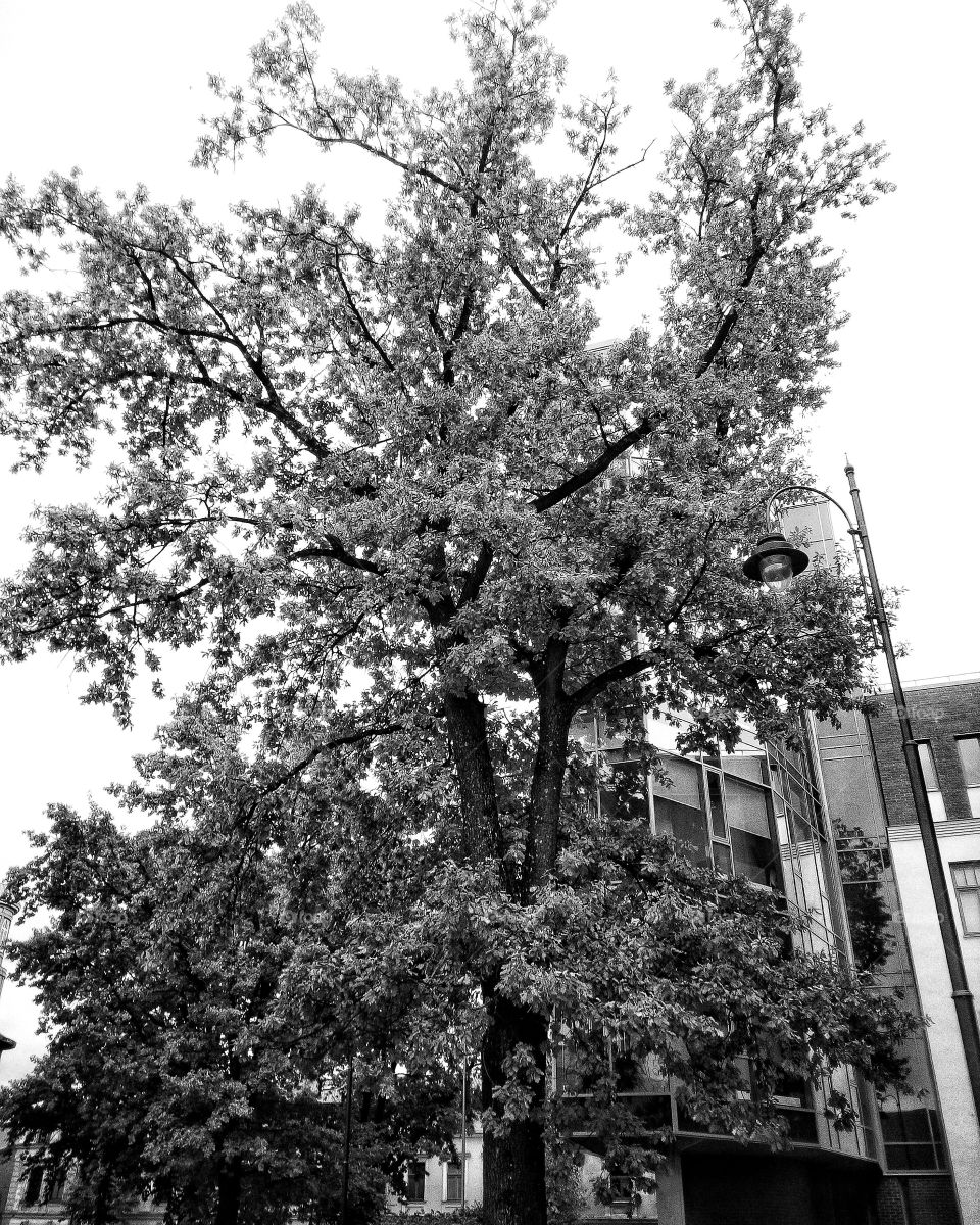 "The most colorful thing in the world is black and white, it contains all colors and at the same time excludes all."
~ Vikrmn, 10 Alone