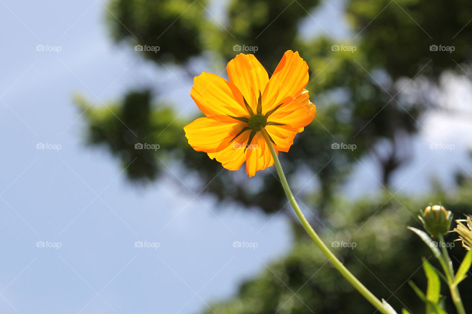 Yellow Flower