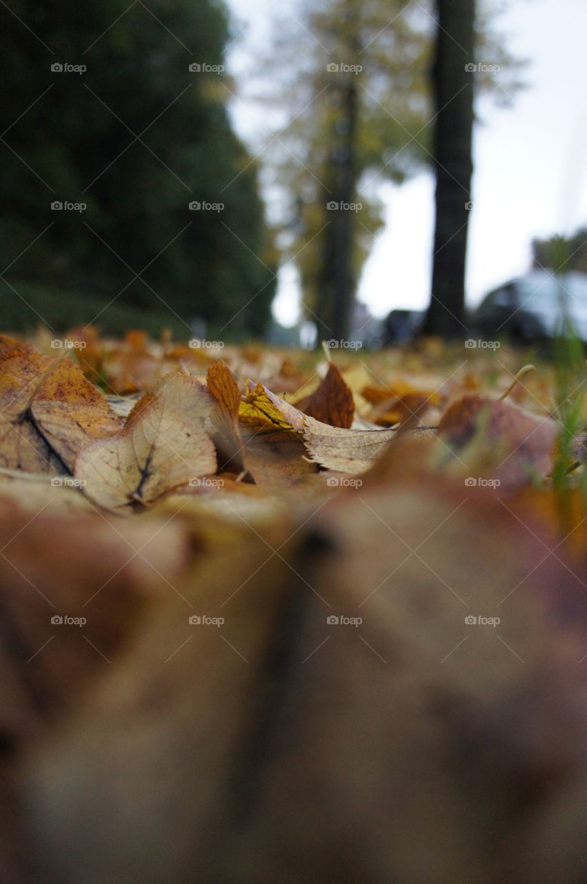 Berlin in Autumn