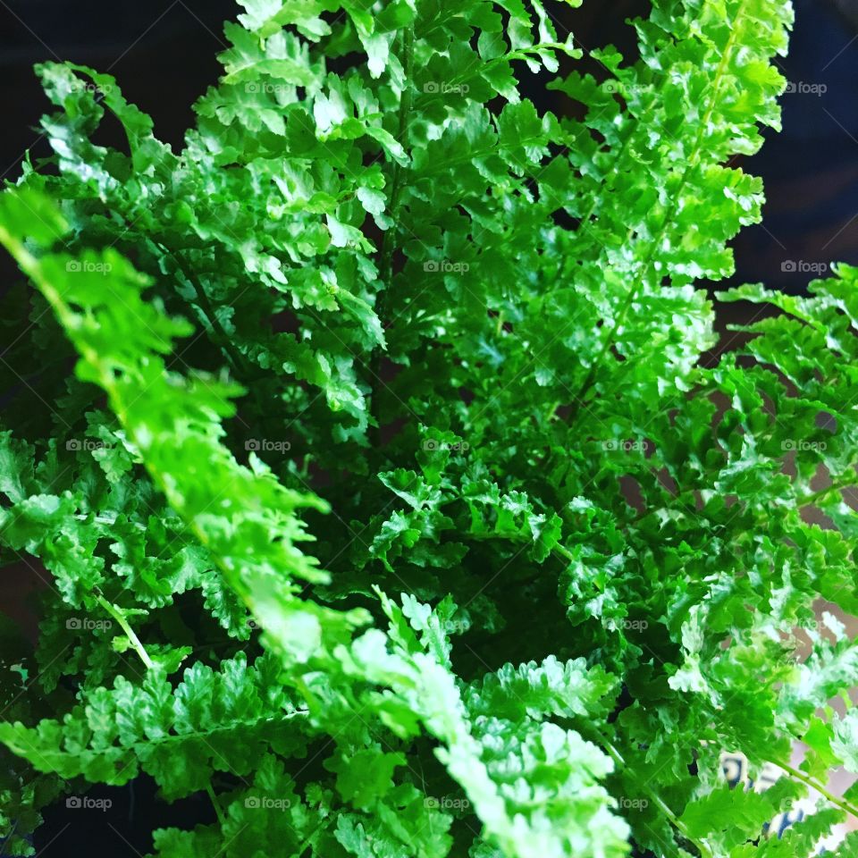 A lush, vibrant green fern dazzles with natural brilliance. A comforting and refreshing color cleanses the mind. 