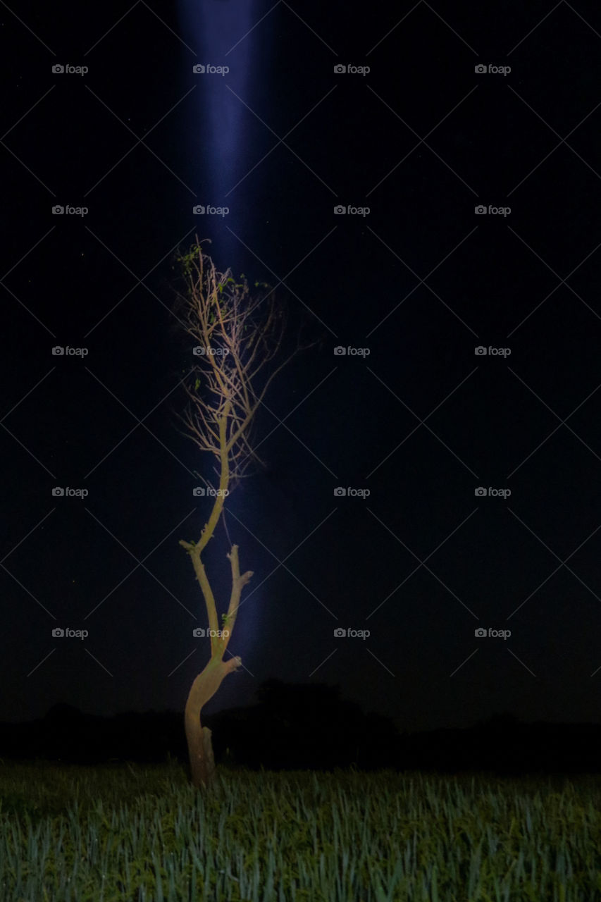 Paddy field in moonlight